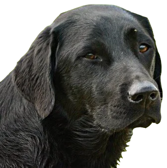 Afador Dog breed information in all topics