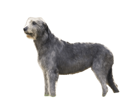 Afaird Dog breed information in all topics