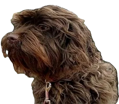 Affen Spaniel Dog breed information in all topics