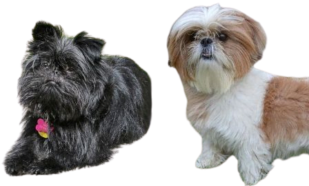 Affen Tzu Dog breed information in all topics