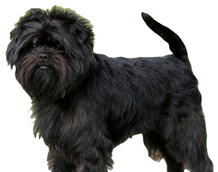 Affenchon Dog breed information in all topics