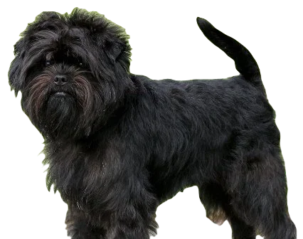 Affenchon Dog breed information in all topics