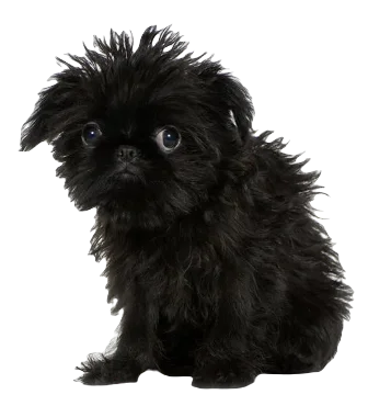Affengriffon Dog breed Information in all topics