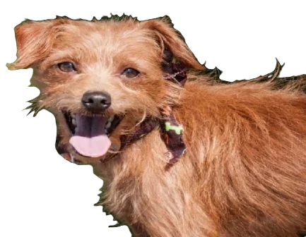 Affenhuahua Dog breed information in all topics