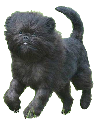 Affenpinscher Dog breed information in all topics