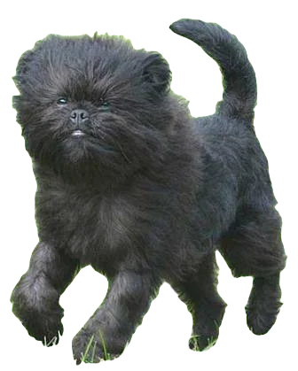 Affenpinscher Dog breed information in all topics