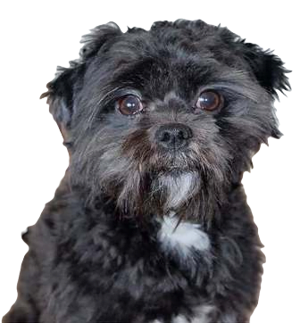 Affenpinscher Dog breed information in all topics