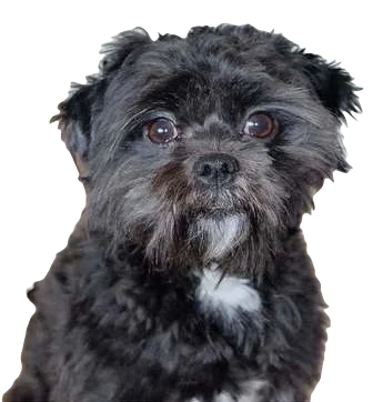 Affenpinscher Dog breed information in all topics