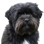 Affenpug Dog breed information in all topics