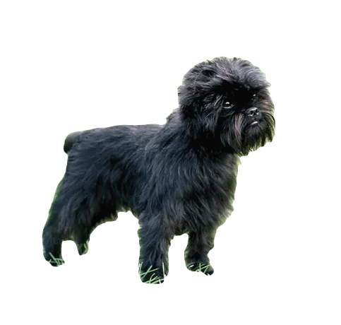 Affenshire Dog breed information in all topics