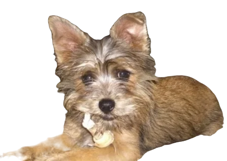 Affenwich Dog breed information in all topics