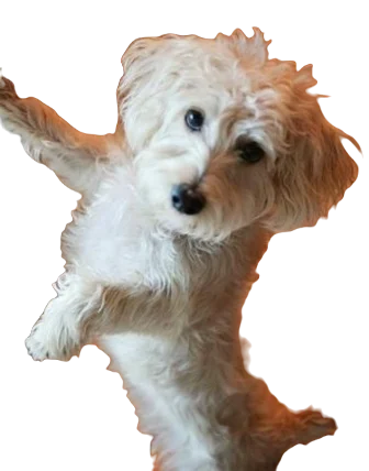 Afghan Chon Dog breed information in all topics