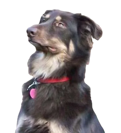 Afghan Collie Dog breed information in all topics