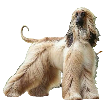 Afghan Hound Dog breed information in all topics