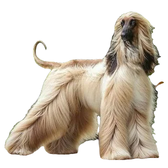Afghan Hound Dog breed information in all topics