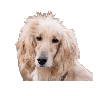 Afghan Retriever Dog breed information in all topics
