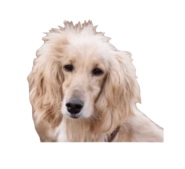 Afghan Retriever Dog breed information in all topics