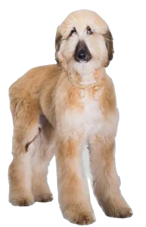 Afghan Sheep Dog breed information in all topics