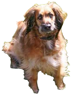 Afghan Spaniel Dog breed information in all topics