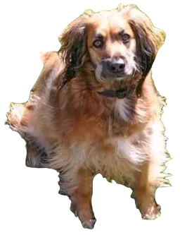 Afghan Spaniel Dog breed information in all topics