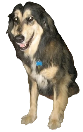 Afollie Dog breed information in all topics