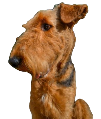 Airedale Shepherd Dog breed information in all topics