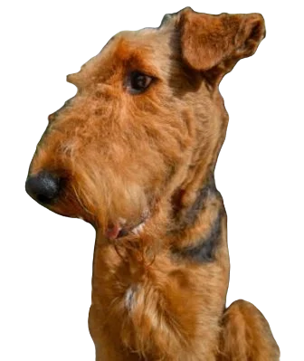 Airedale Shepherd Dog breed information in all topics