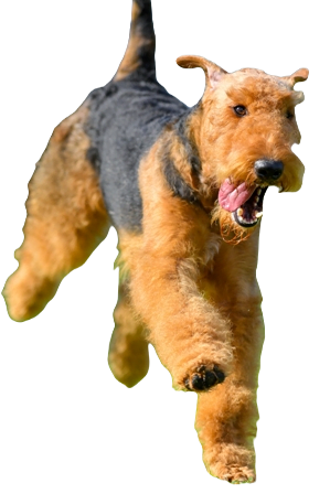 Airedale Terrier Dog breed information in all topics