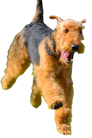 Airedale Terrier Dog breed information in all topics