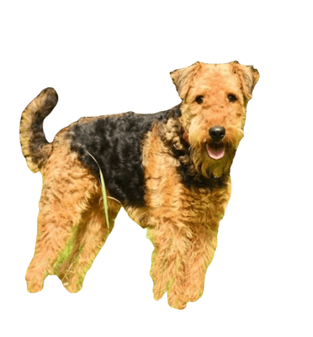 Airedoodle Dog breed information in all topics
