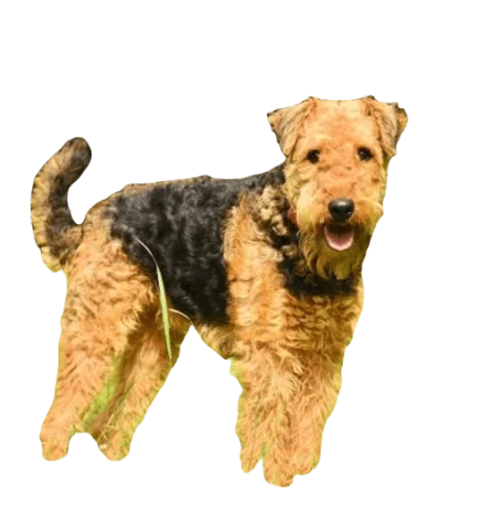 Airedoodle Dog breed information in all topics