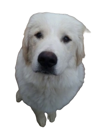 Akbash Pyrenees Dog breed information