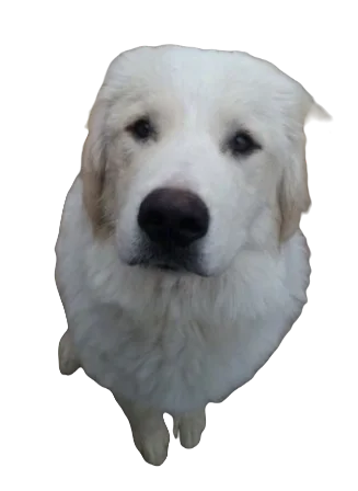 Akbash Pyrenees Dog breed information