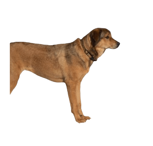 Akbash Rottie Dog breed information in all topics