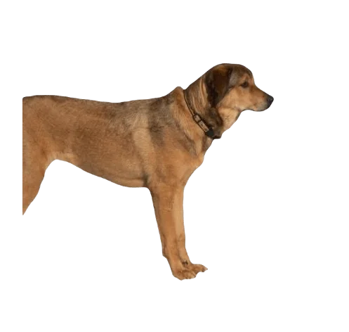 Akbash Rottie Dog breed information in all topics