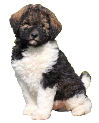 Aki Poo Dog breed information in all topics