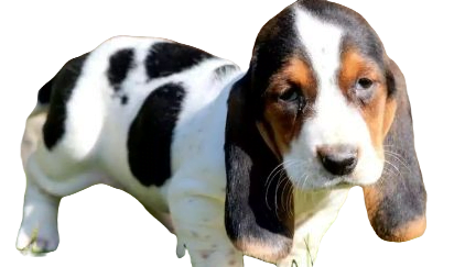 Akita Basset Dog breed information in all topics