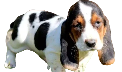 Akita Basset Dog breed information in all topics