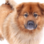 Akita Chow Dog breed information in all topics