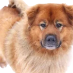 Akita Chow Dog breed information in all topics