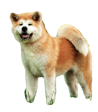 Akita Dog breed information in all topics