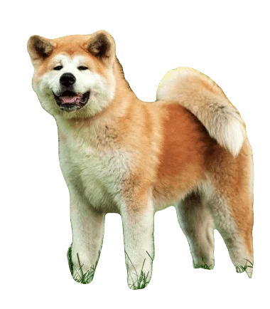 Akita Dog breed information in all topics