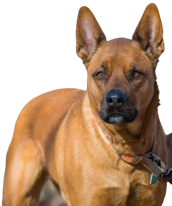 Akita Pit Dog breed information in all topics