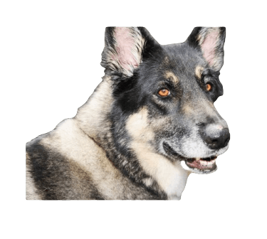 Akita Shepherd Dog breed information in all topics