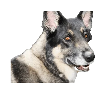 Akita Shepherd Dog breed information in all topics