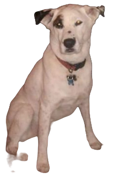 Akitamatian Dog breed information in all topics