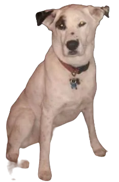 Akitamatian Dog breed information in all topics