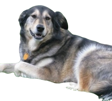 Alaskan Goldenmute Dog breed information in all topics
