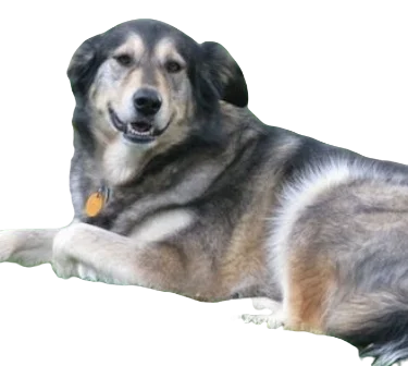 Alaskan Goldenmute Dog breed information in all topics