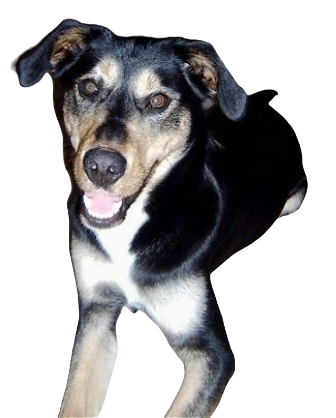 Alaskan Irish Setsky Dog breed information in all topics